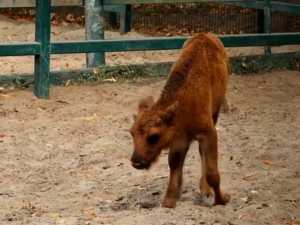 В Ростовском зоопарке родился детеныш зубра