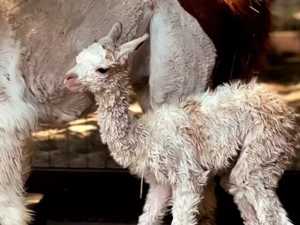 Детеныш альпаки появился на свет в парке «Лога» Ростовской области