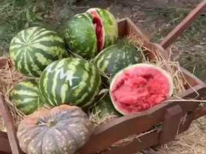 Фотозону в парке птиц «Малинки» разрушили неизвестные