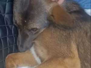 В Шахтах собаку жестоко побили палками и камнями