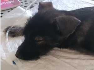 В поселке Майский города Шахты неизвестные отравили щенков