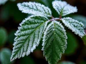 В Ростовской области ожидаются заморозки до –4 градусов