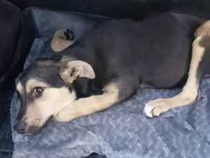 Волонтеры в Шахтах спасают щенка в критическом состоянии