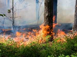 Жителей Шахт предупредили о высокой пожароопасности