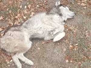 В Шахтах за жизнь истощенного хаски борются ветврачи и волонтеры