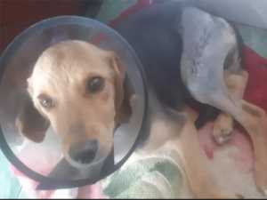 Оставшегося без хвоста пса спасли волонтеры из Шахт