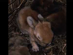 В парке "Малинки" под Шахтами на свет появились пять кроликов