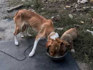 Волонтеры из Шахт спасают пса, которому пришлось ампутировать лапу