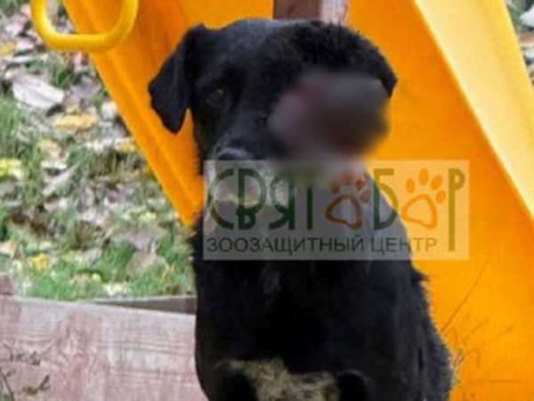 Опухоль на полголовы: волонтеры из Шахт спасают бездомную собаку