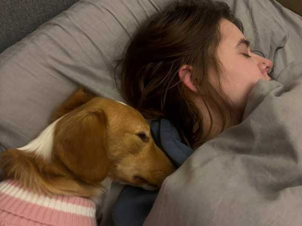 Собака, которую хозяйка в Шахтах морила голодом, обрела дом в Москве