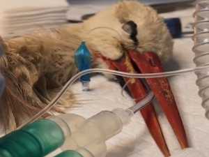 В парке птиц под Шахтами провели операцию подстреленной краснокнижной птице