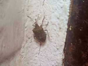 Жителям Шахт рассказали как бороться с нашествием "жуков-вонючек"