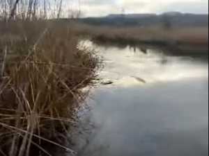 Росприроднадзор проверит сброс неочищенных сточных вод в реку Грушевку в Ростовской области