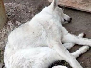 Истощенный пес в Шахтах приполз к людям за помощью