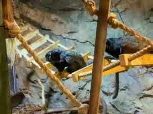 В Ростовской области в парке "Лога" на свет появились детеныши обезьян