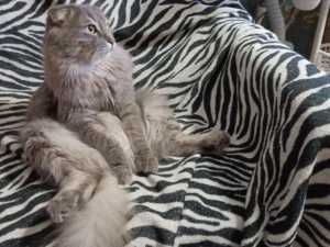 В Шахтах 27 ноября проведут льготный день стерилизации животных