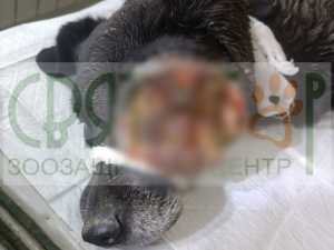 Опухоль на полголовы: волонтеры из Шахт спасают бездомную собаку