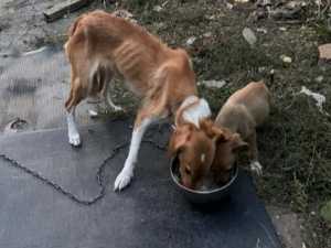 Собака, которую хозяйка в Шахтах морила голодом, обрела дом в Москве