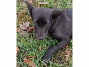 В Шахтах волонтеры спасают найденного у дороги щенка с тяжелыми травмами