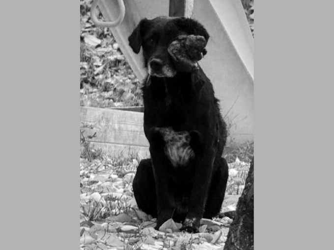 Ушел на радугу: в Шахтах скончался спасенный волонтерами пес с обширной опухолью в голове