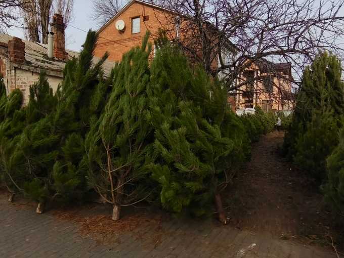 Стали известны цены на елки в Шахтах