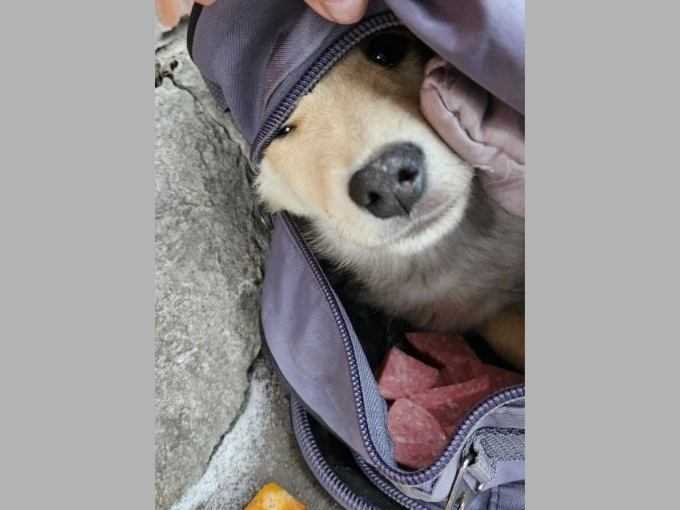 Волонтеры из Шахт спасают щенка, которого выбросили у магазина в сумке