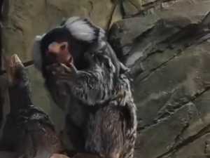 В парке под Шахтами родились двойняшки-игрунки