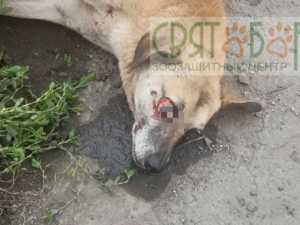 Сотрясение мозга и выбит глаз: в поселке Каменоломни машина сбила бездомного пса