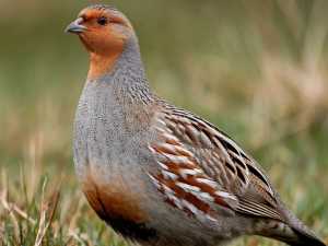 С 7 декабря на Дону запрещено охотиться на серую куропатку