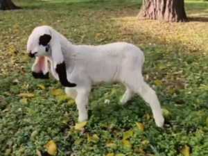 Четверо ягнят пополнили семейство лойских овец в Ростовском зоопарке