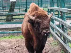 Ростовский зоопарк передал молодого зубра в зоосад Барнаула