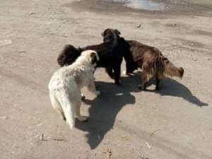 Жители Шахт бьют тревогу из-за отравлений бездомных животных