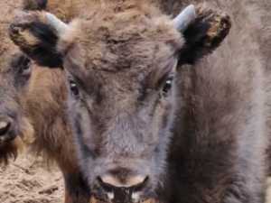 Ростовский зоопарк представил имя появившегося на свет зубренка