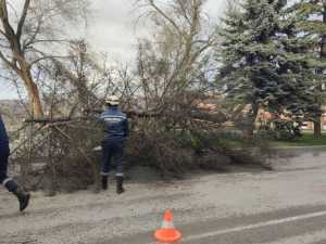 Ветер вырвал огромную ель с корнем в посёлке Красина города Шахты