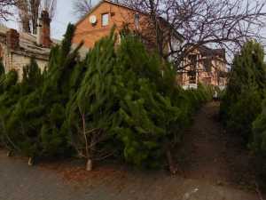 Стали известны цены на елки в Шахтах