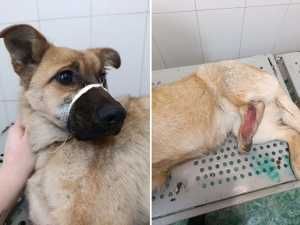 Лапа всмятку: зоозащитники спасли щенка, попавшего под машину в Шахтах