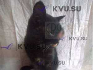 Кошку с лопнувшим глазом спасают волонтеры и ветврачи города Шахты