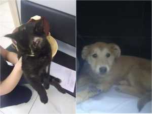 Спасенные в Шахтах кошка без глаза и щенок, которого выбросили с сумкой, начали выздоравливать