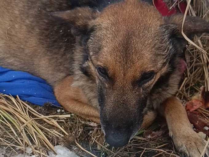 Волонтеры из Шахт спасают пса, пострадавшего от поедания костей