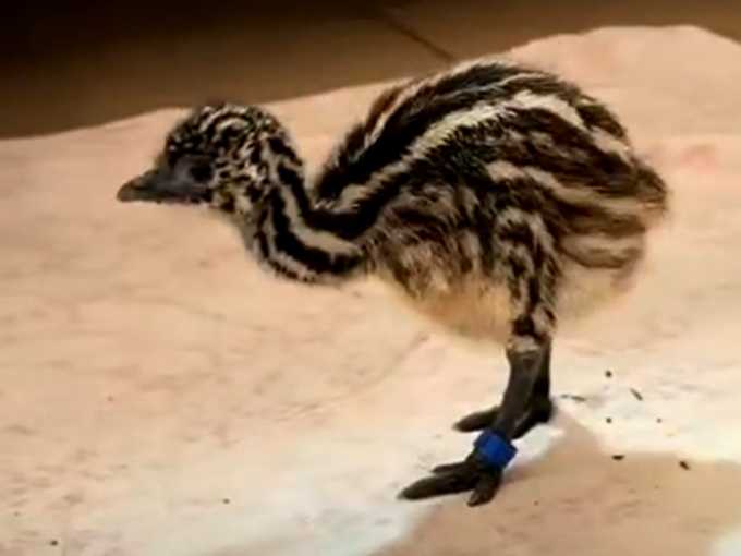 Подрастающих птичек эму показали в парке 