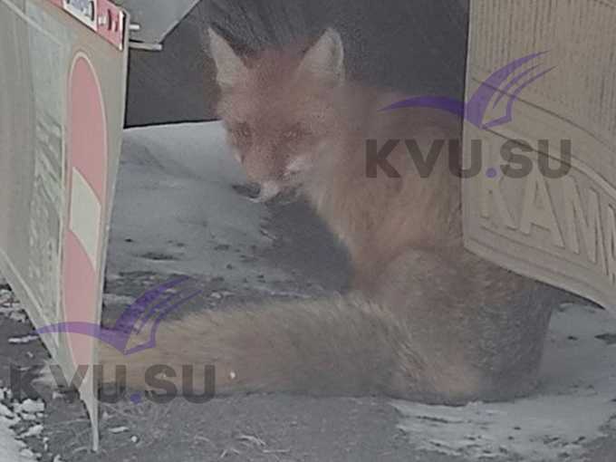 Раненая лиса вышла к людям в поселке Аюта города Шахты