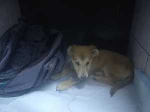 Не спасли: скончался щенок, оставленный в сумке возле магазина в Шахтах