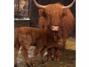 В парке Лога пополнение: на свет появился телёнок редкой породы