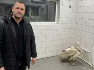 Пеликан, замерзший в Азовском районе, нашел новый дом в парке "Малинки" под Шахтами