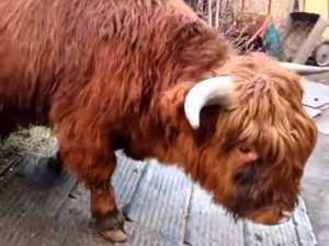 Шотландский бычок пород Хайленд появился в Ростовской зоопарке
