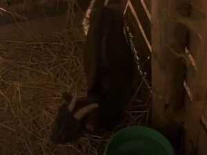 Коза в парке "Малинки" под Шахтами пострадала от угощения посетителей