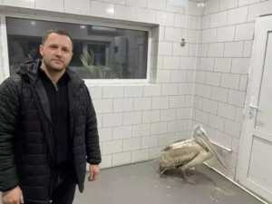 Пеликан, которого спасли от смерти в Ростовской области, обретет дом в парке "Малинки"