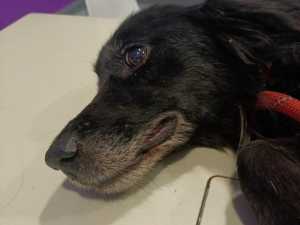 Волонтеры из Шахт спасают больную собаку, которую привязали у вокзала и оставили на погибель