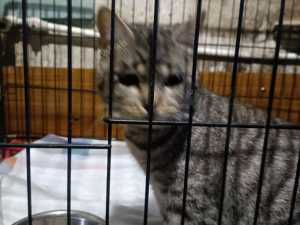 В Шахтах на морозе выбросили кота с пневмонией и запиской о помощи