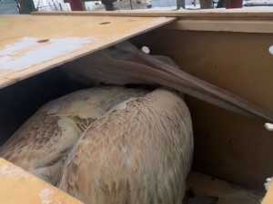 В парке птиц «Малинки» под Шахтами после лечения выпустили на озеро спасенного пеликана